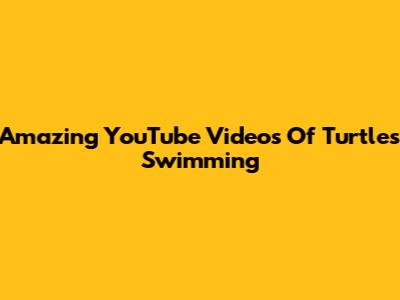 Amazing YouTube Videos Of Turtles Swimming