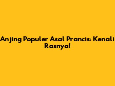 Anjing Populer Asal Prancis: Kenali Rasnya!
