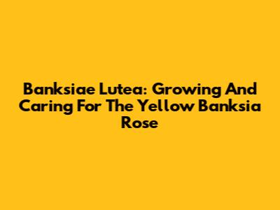 Banksiae Lutea: Growing And Caring For The Yellow Banksia Rose