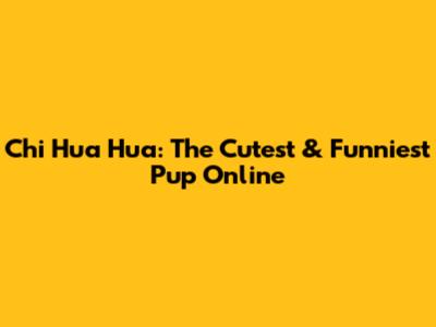Chi Hua Hua: The Cutest & Funniest Pup Online