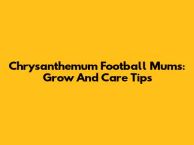 Chrysanthemum Football Mums: Grow And Care Tips