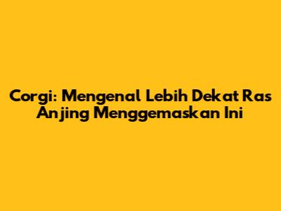 Corgi: Mengenal Lebih Dekat Ras Anjing Menggemaskan Ini