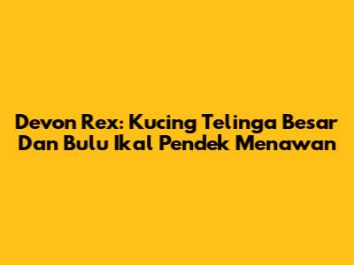Devon Rex: Kucing Telinga Besar Dan Bulu Ikal Pendek Menawan