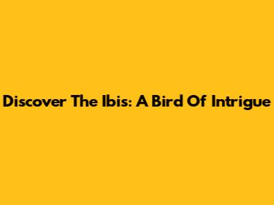 Discover The Ibis: A Bird Of Intrigue
