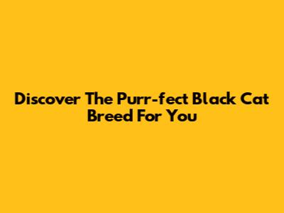 Discover The Purr-fect Black Cat Breed For You