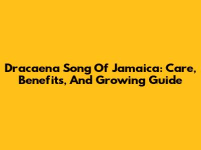 Dracaena Song Of Jamaica: Care, Benefits, And Growing Guide