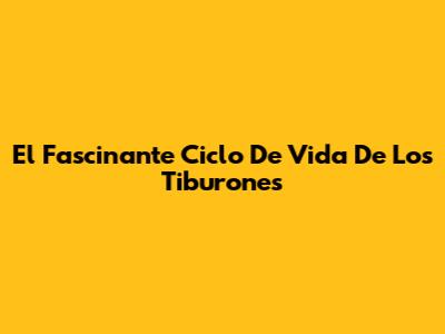 El Fascinante Ciclo De Vida De Los Tiburones