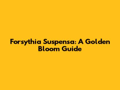 Forsythia Suspensa: A Golden Bloom Guide