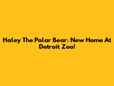 Haley The Polar Bear: New Home At Detroit Zoo!