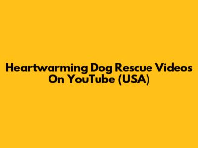 Heartwarming Dog Rescue Videos On YouTube (USA)