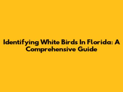 Identifying White Birds In Florida: A Comprehensive Guide