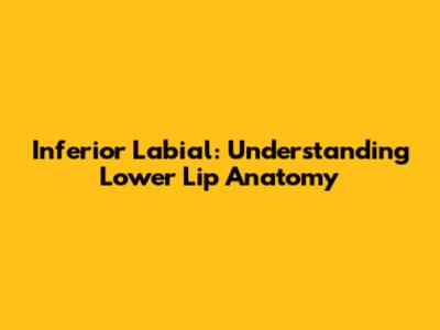 Inferior Labial: Understanding Lower Lip Anatomy