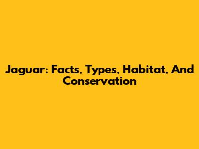 Jaguar: Facts, Types, Habitat, And Conservation