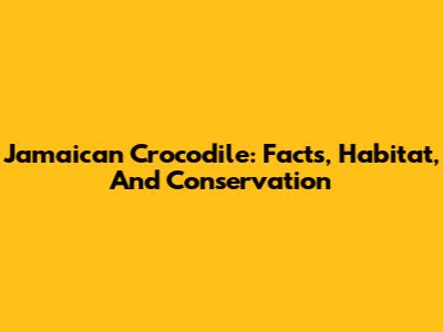 Jamaican Crocodile: Facts, Habitat, And Conservation