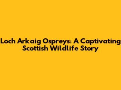 Loch Arkaig Ospreys: A Captivating Scottish Wildlife Story