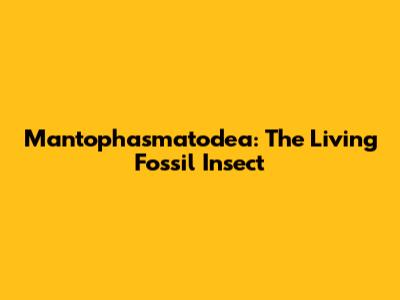 Mantophasmatodea: The Living Fossil Insect