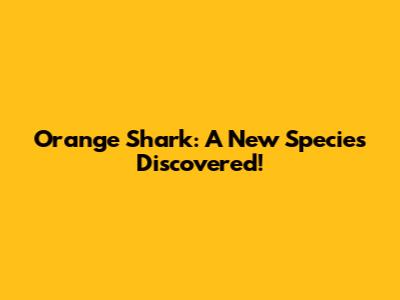 Orange Shark: A New Species Discovered!