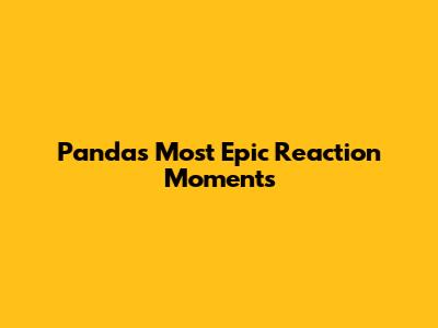 Panda's Most Epic Reaction Moments