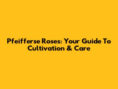 Pfeifferse Roses: Your Guide To Cultivation & Care