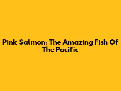 Pink Salmon: The Amazing Fish Of The Pacific
