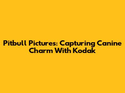 Pitbull Pictures: Capturing Canine Charm With Kodak