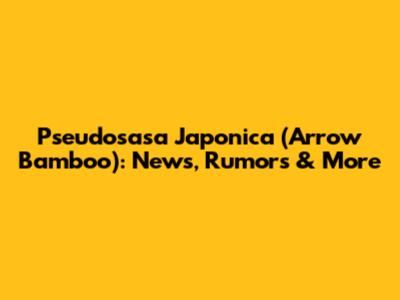Pseudosasa Japonica (Arrow Bamboo): News, Rumors & More