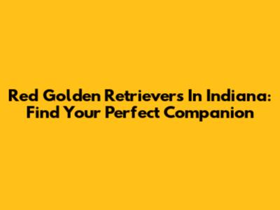 Red Golden Retrievers In Indiana: Find Your Perfect Companion