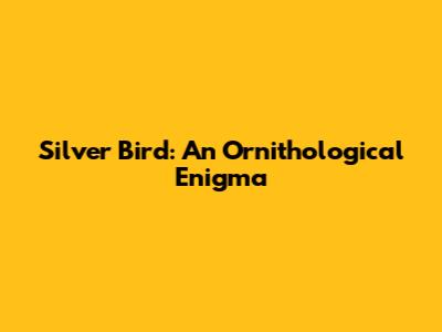 Silver Bird: An Ornithological Enigma