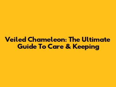 Veiled Chameleon: The Ultimate Guide To Care & Keeping